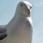 The Bird