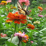 The Butterfly Effect