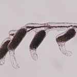 The Claw