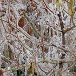 The Floral Freeze (2)