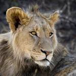 The future King