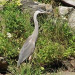 The Great Blue Heron