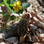 The Illusive Morel