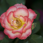 The Rose