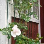 The summer rose