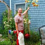 The Tall Lily 2011