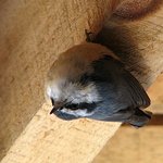 The "Upside Down" Bird