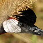 The Grey-Crowned Crane