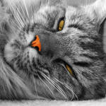 The orange nose know's!