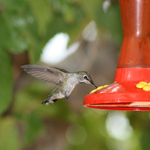 Thirsty Hummingbird