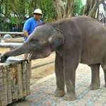 Thirsty Elephant