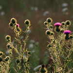 Thistle, Backlit at Sunset
