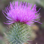 Thistle