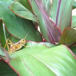locust...