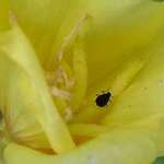 tick on flower