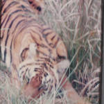 Tiger at Kanha