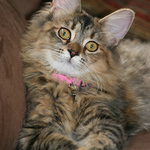 Tiger Lilly