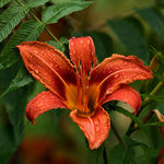 Tiger Lily and Sumac Leaves on a Rainy Day in June