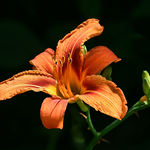 Tiger Lily