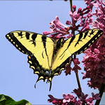 Tiger Swallowtail on Lilac #2
