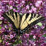 Tiger Swallowtail on Lilac June 2011