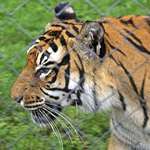 Tiger tiger burning bright ..