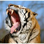 Roar!!