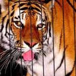 Tiger-I think