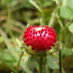 Tiny Strawberry2