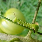 Tomato hornworm