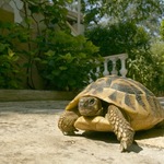 Tortue...Contrast