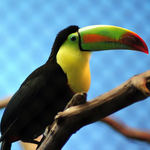 Toucan