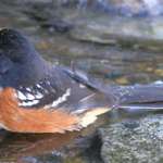 Towhee bathtime