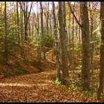 Autumn Trail