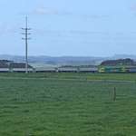 Milk Train