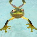 Tree frog in a bucket