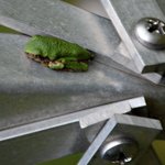 Tree Frog