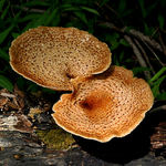Tree Fungus