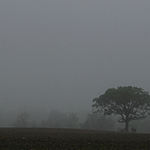 Tree in Foggy Field