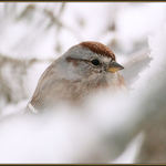 Tree Sparrow on a Snowy Branch