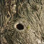 tree face