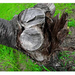stumped