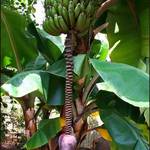 Banana Tree