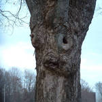 Old tree face