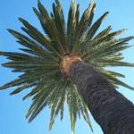 Under the Palm