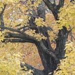 Autumn Tree
