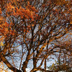 Fall Tree