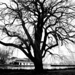 winter willow