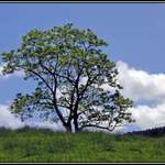 Tree in Field