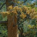 Nature's Brushes